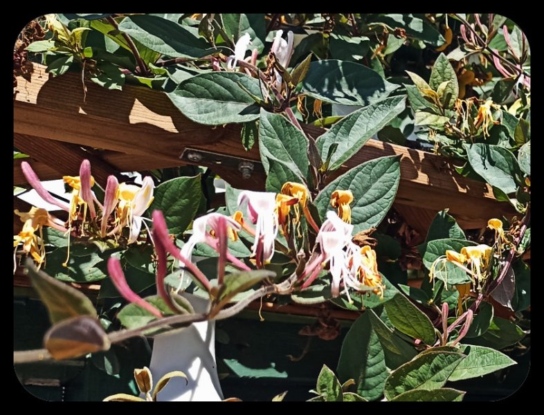 Honeysuckle 4 May 23(1).jpg