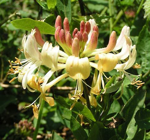 Honeysuckle.jpg