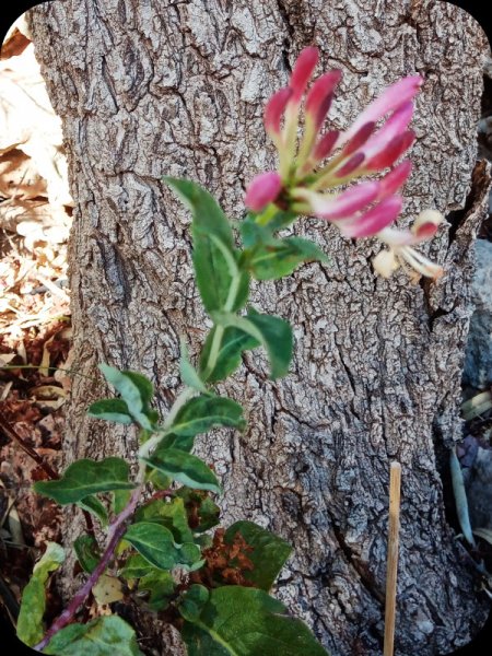 Honeysuckle on Myoporo 1 Aug 24.jpg