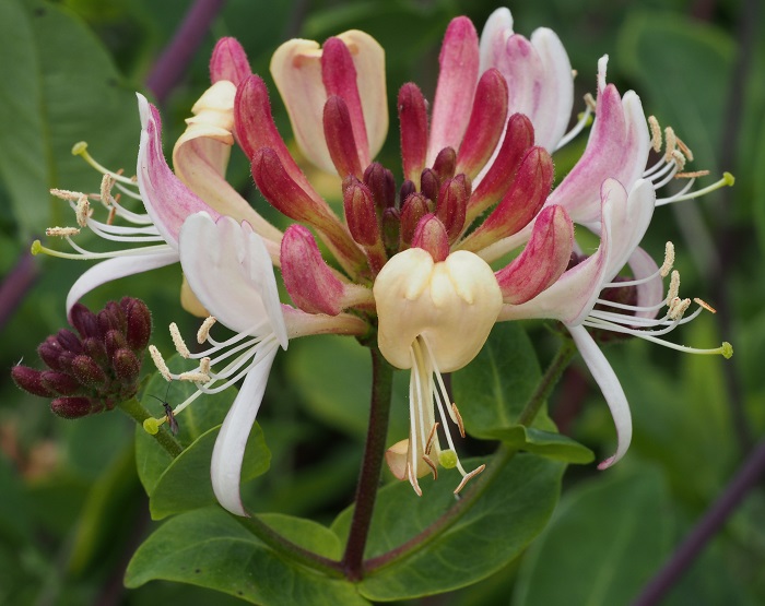 honeysuckle2014.jpg