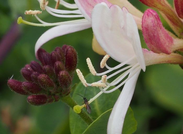 honeysucklefly2014.jpg