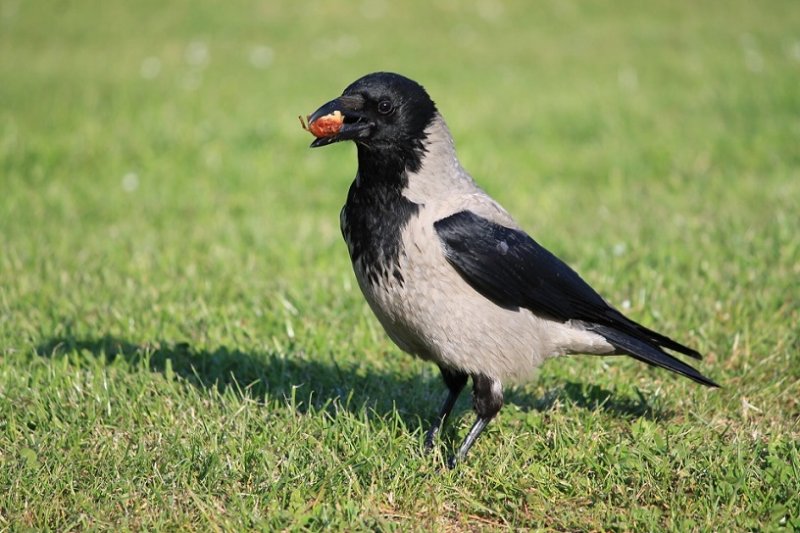 Hooded Crow (2).JPG