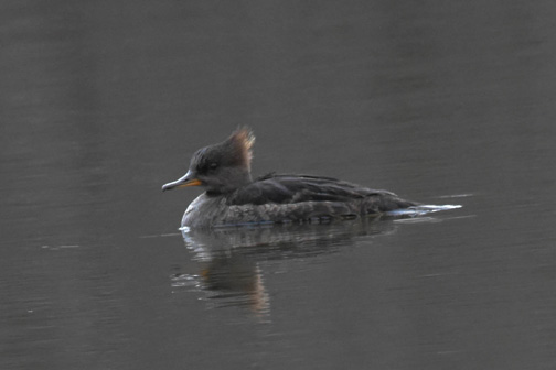 Hooded Merganzer.jpg