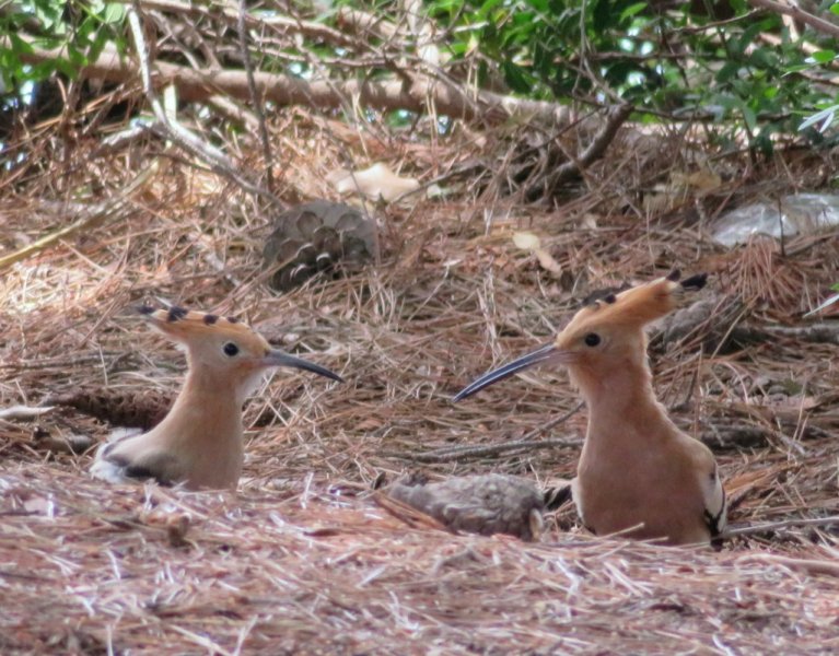 Hoopoe 10 (1024x801).jpg