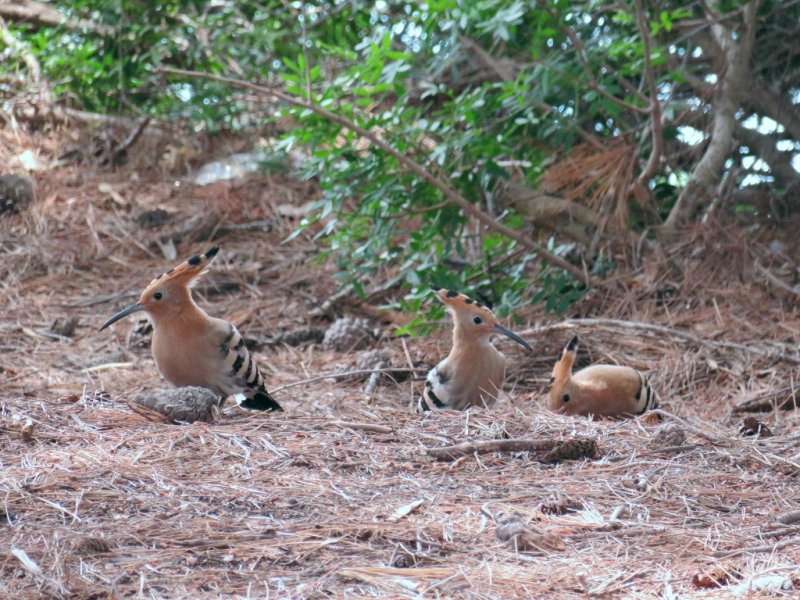 Hoopoe 2 (1024x768).jpg