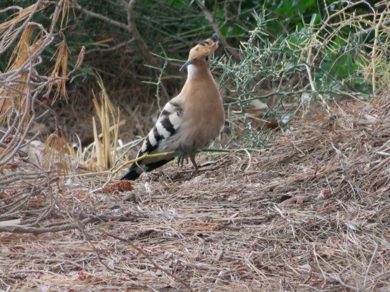 Hoopoe 3 (1024x768).jpg