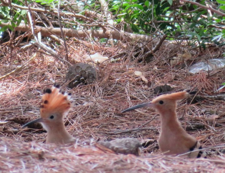 Hoopoe 4 (1024x785).jpg