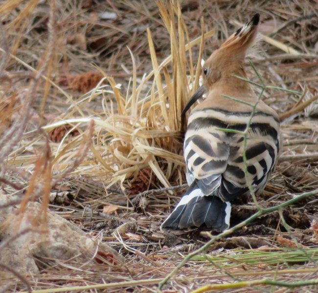 Hoopoe 5 (1024x944).jpg