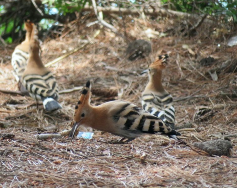 Hoopoe 6 (1024x812).jpg