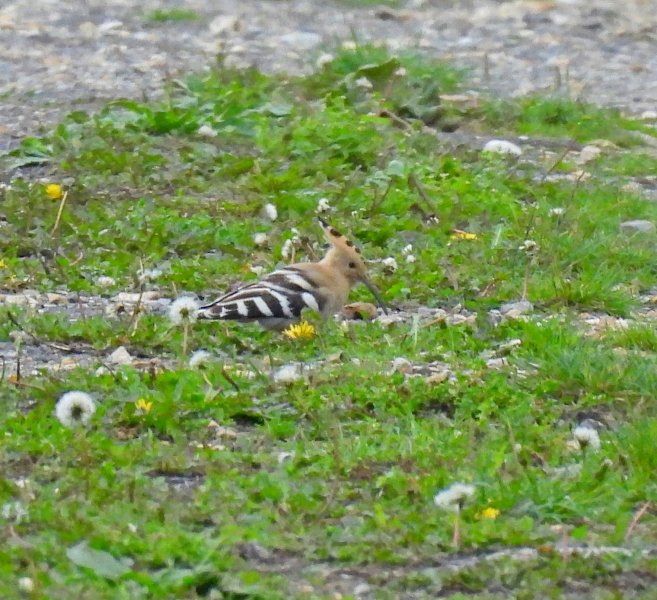 Hoopoe 6.JPG