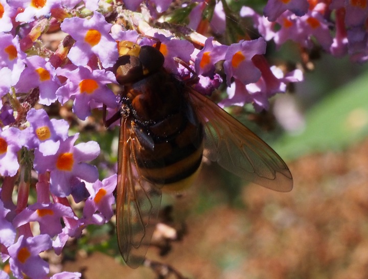 hornet mimic.jpg