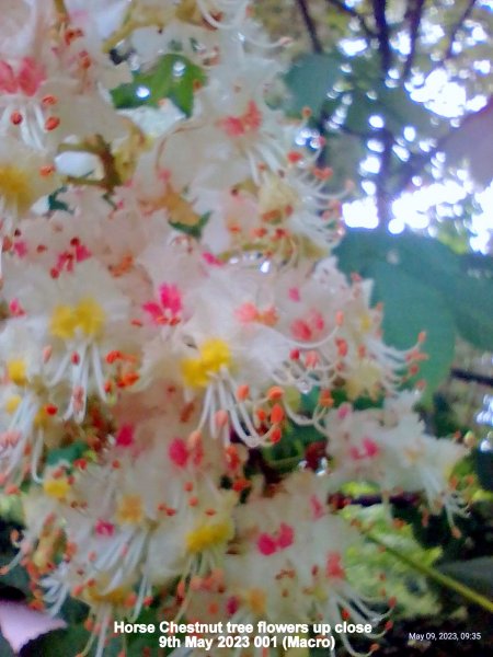 Horse Chestnut tree flowers up close  9th May 2023 001 (Macro).jpg