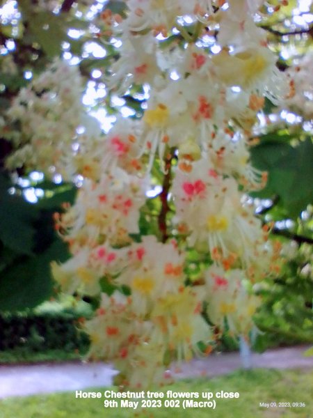 Horse Chestnut tree flowers up close  9th May 2023 002 (Macro).jpg