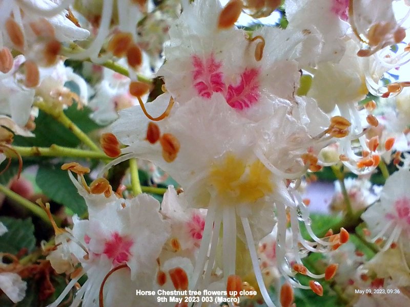 Horse Chestnut tree flowers up close  9th May 2023 003 (Macro).jpg