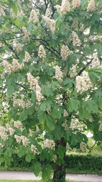 Horse Chestnut trees in bloom 9th May 2023 002.jpg