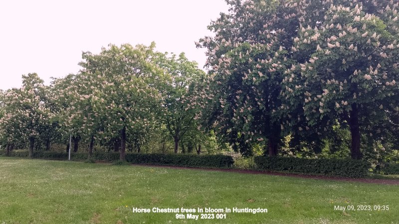 Horse Chestnut trees in bloom in Huntingdon 9th May 2023 001.jpg