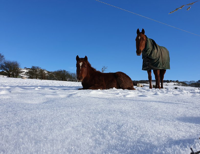 Horses-by-bridle-path.jpg