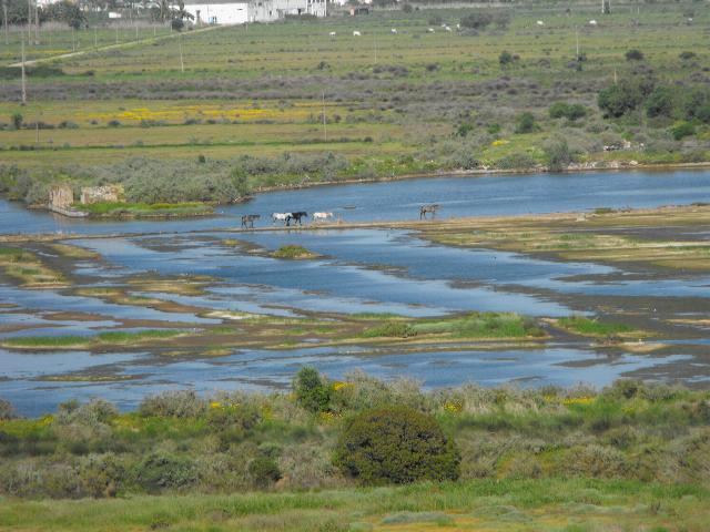 Horses on Wetlands 2 23 Apr 13.jpg