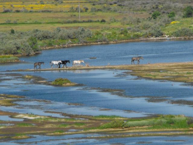 Horses on Wetlands 3 23 Apr 13.jpg