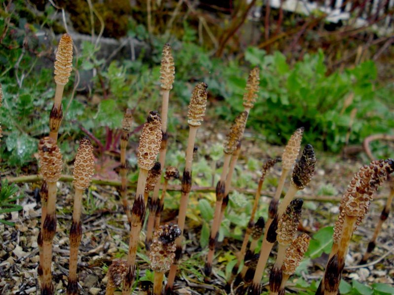 Horsetail 'Equisetum species'.JPG