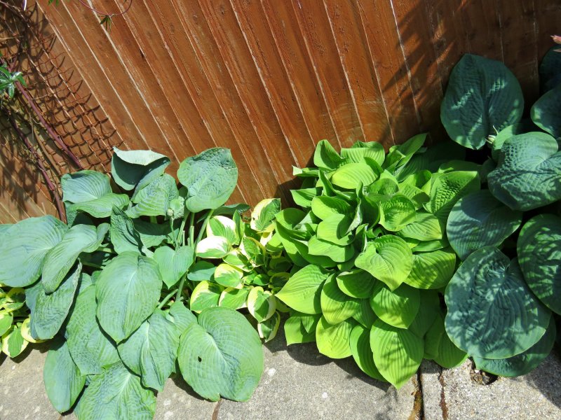 hosta 3.JPG