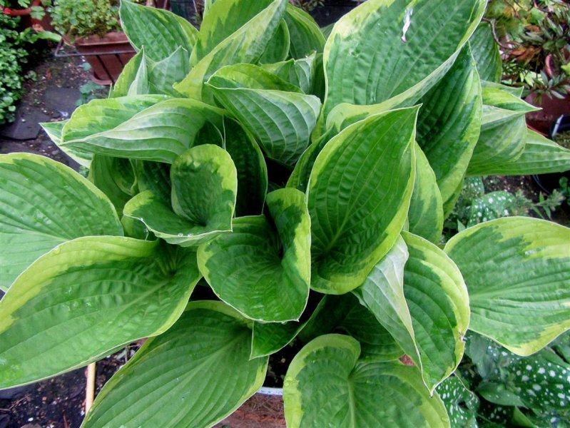 Hosta ' Fortunei Var aureomarginata'..JPG