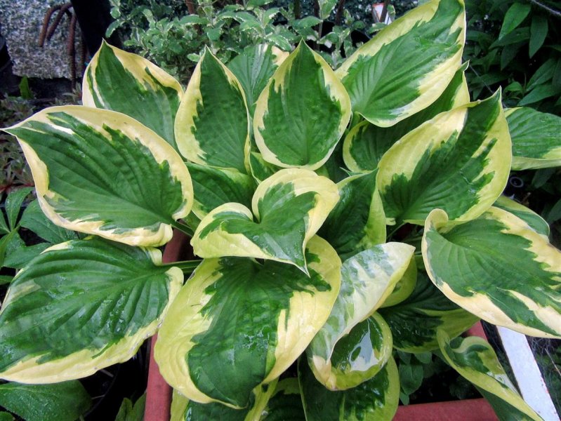 Hosta 'Gold Standard'.JPG