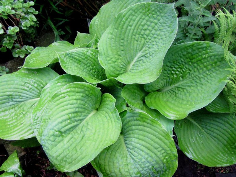 Hosta 'Nigerescens elatior'.JPG