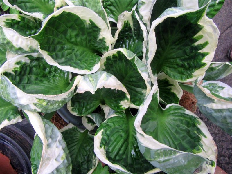 Hosta 'Patriot'.JPG