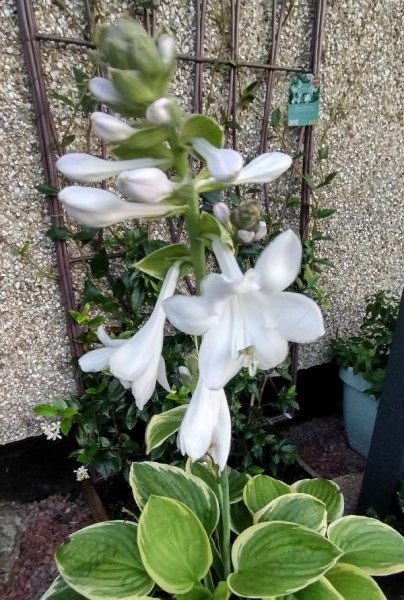 hosta1.jpg