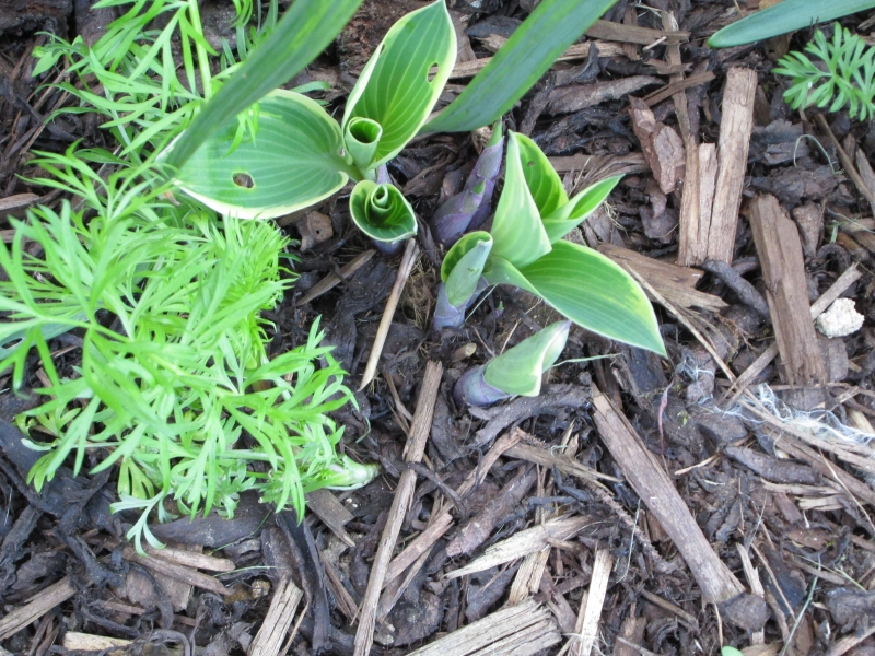 hosta2.jpg