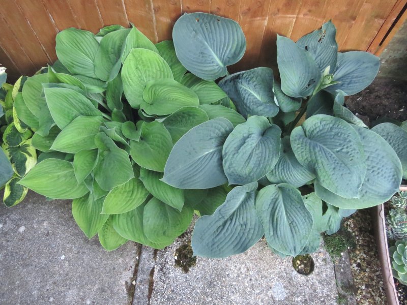 hostas 1.JPG