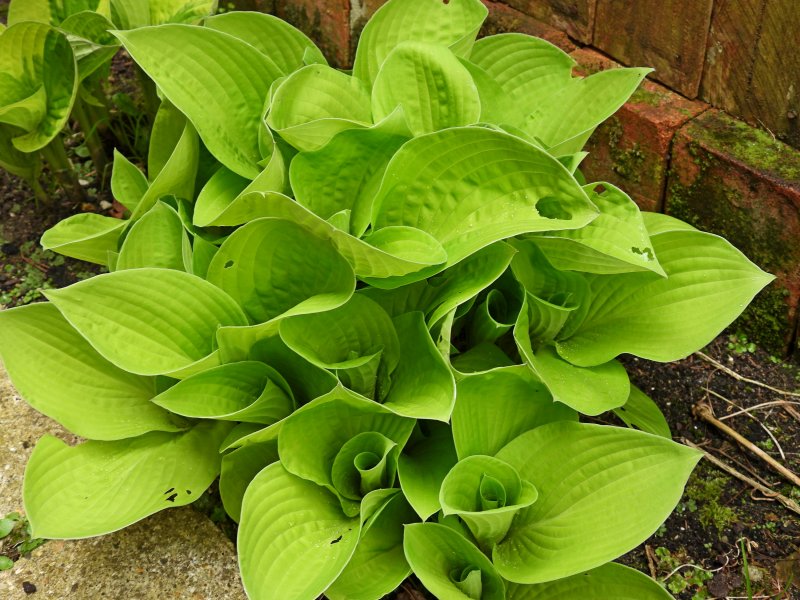 hostas 3.JPG