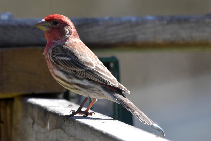 House Finch gc.jpg