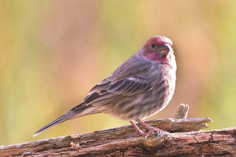 House Finch gc.jpg