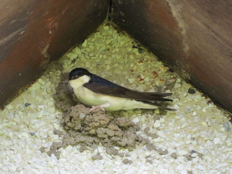 House Martin 1.JPG