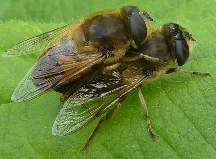 hoverflies.jpg