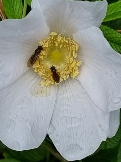 Hoverflies on Rosa rugosa.jpg