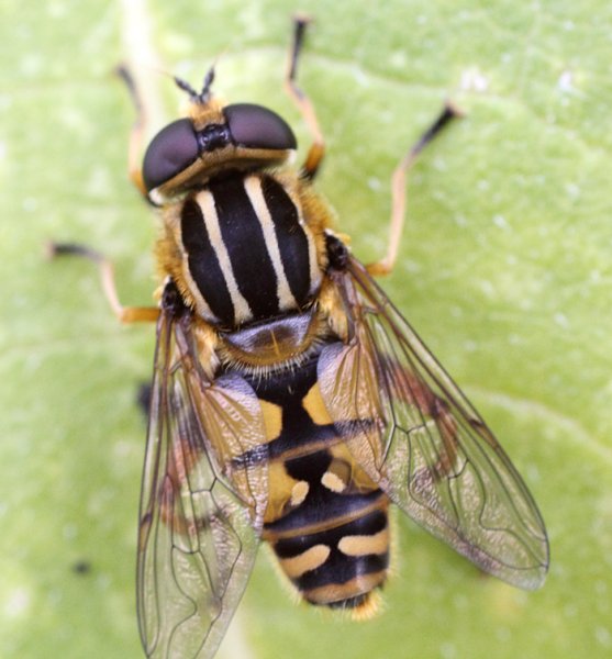 hoverfly.jpg