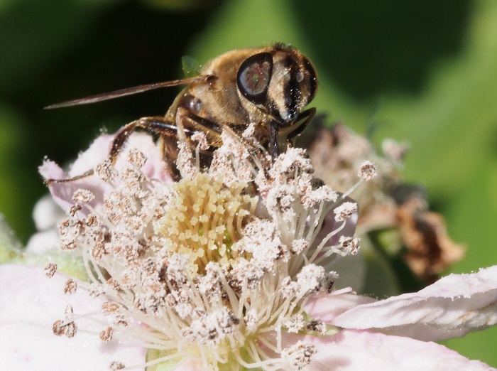 hoverfly1.jpg