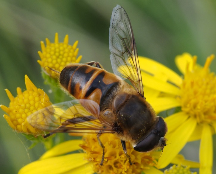 hoverfly2.jpg