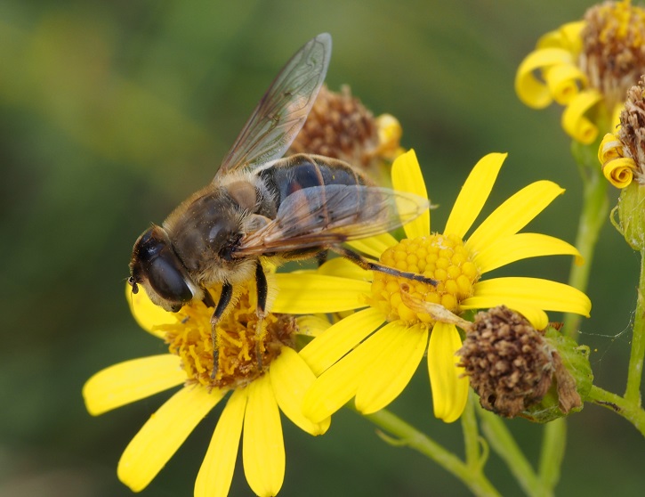 hoverfly3.jpg