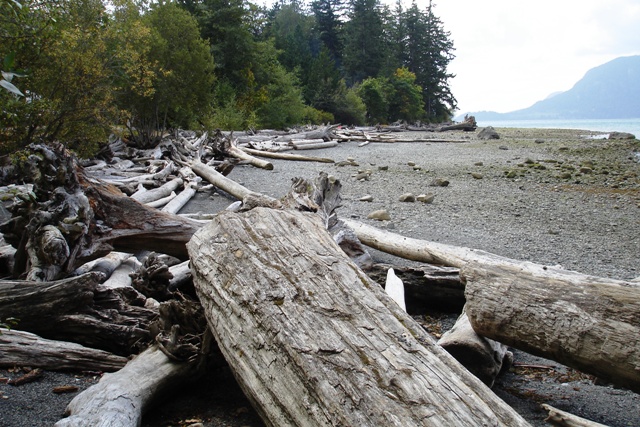 Howe Sound driftwood.JPG