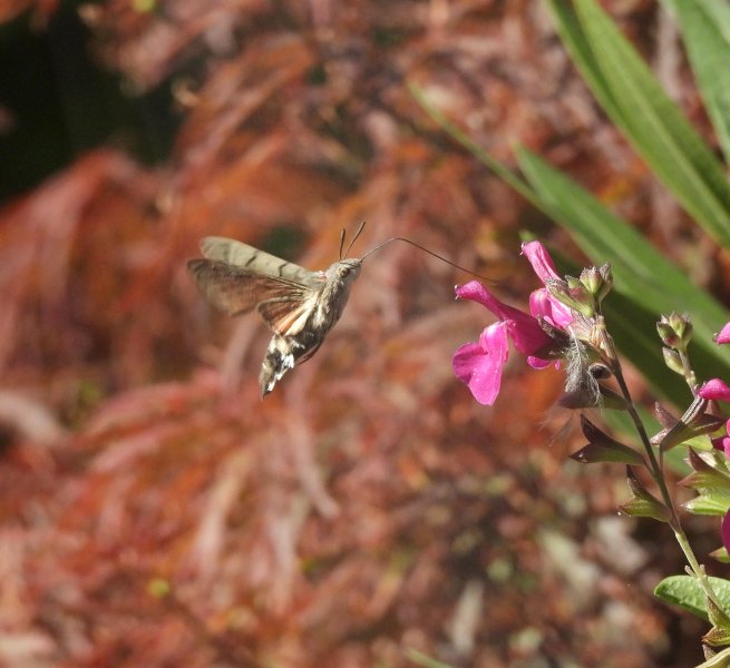 hummer garden 2.JPG