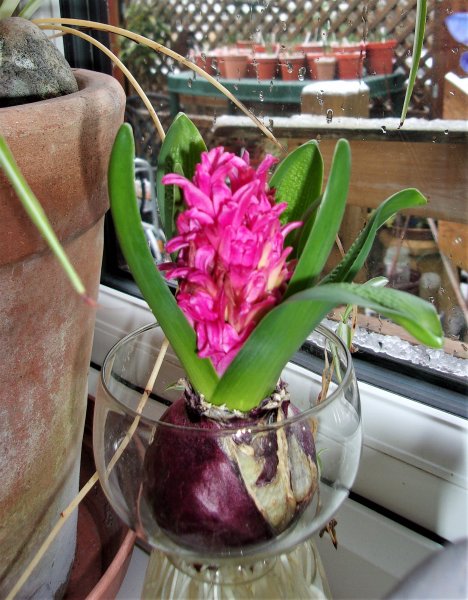 Hyacinth 2.JPG