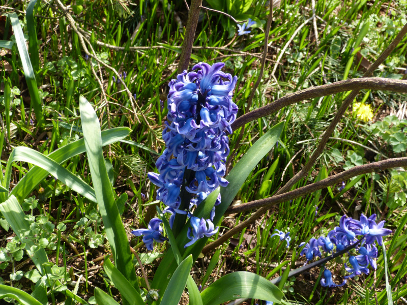 Hyacinth Blue.JPG