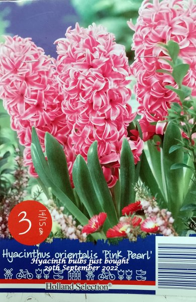 Hyacinth bulbs just bought 29th September 2022.jpg