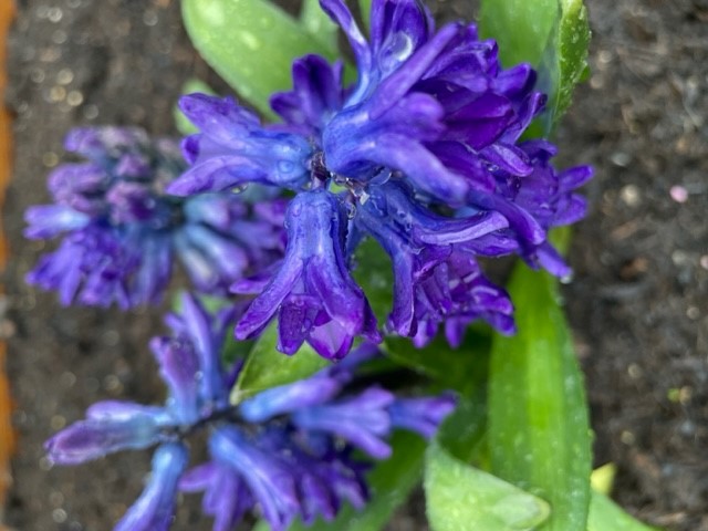 Hyacinth D Blue.jpg