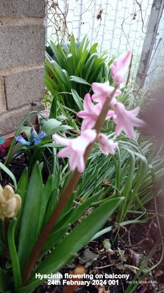 Hyacinth flowering on balcony 24th February 2024 001.jpg