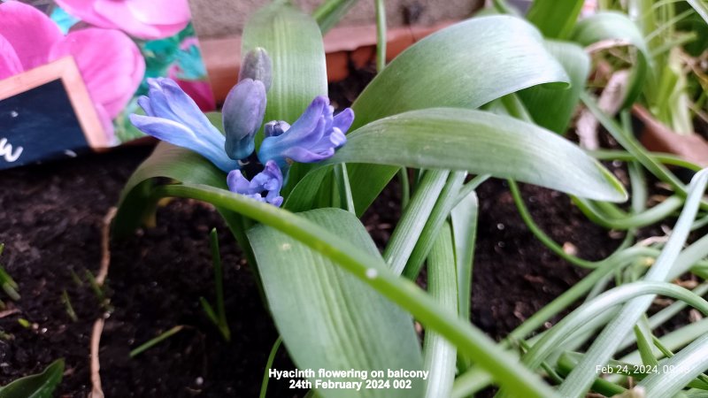 Hyacinth flowering on balcony 24th February 2024 002.jpg